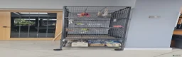 Budgerigars birds for sale: Budgies and cage in Bootle - Advert 7