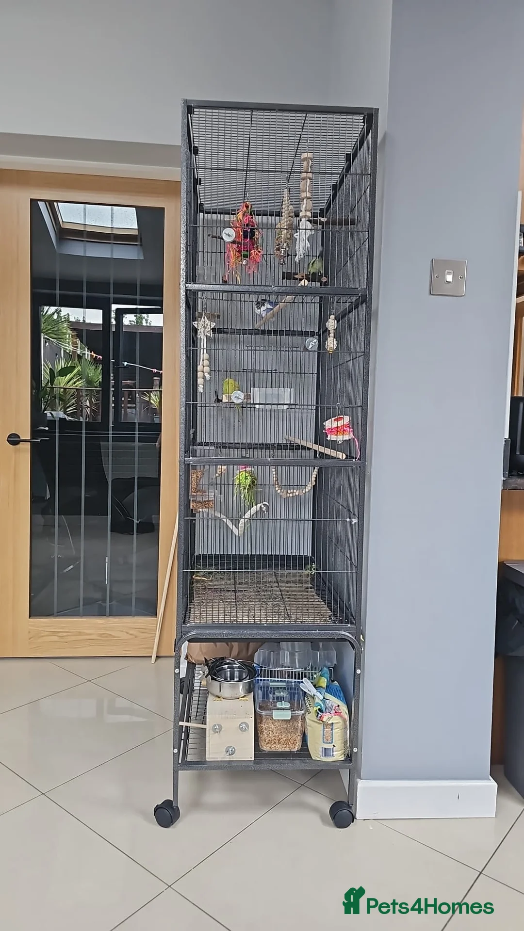 Budgerigars birds for sale: Budgies and cage in Bootle - Advert 7