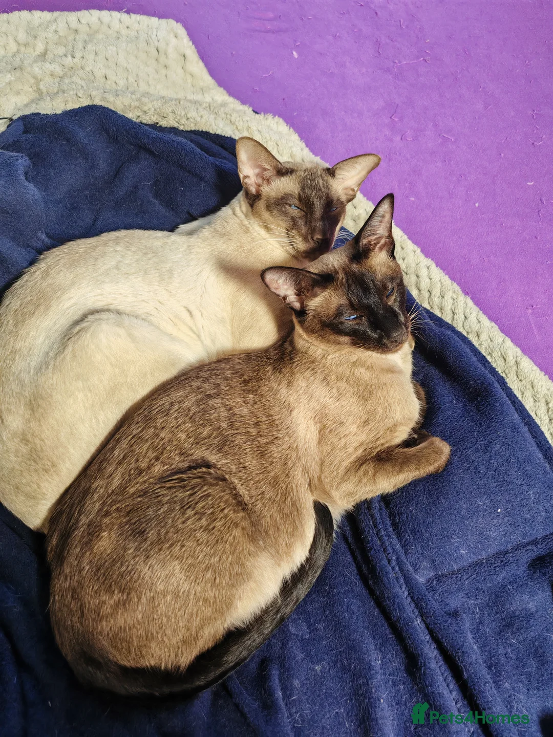 Siamese cats for sale: GCCF Siamese Kittens - Boys - Vaccinated & Chipped - Advert 2