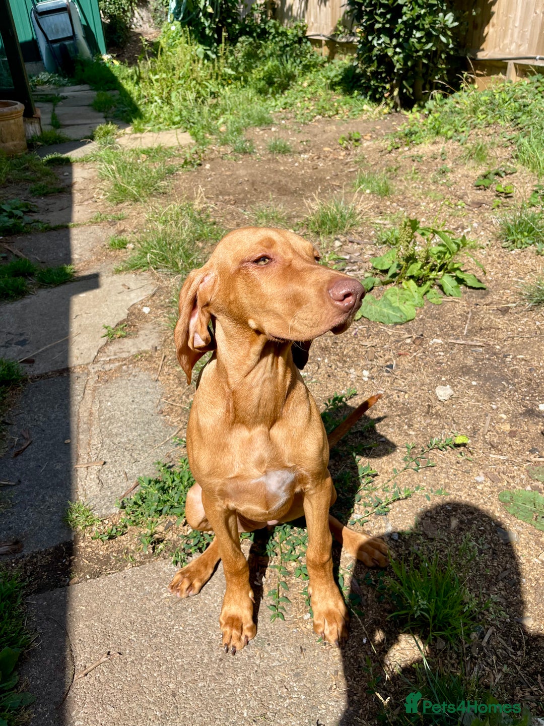 Hungarian Vizsla dogs for sale: Last, but best in litter, to go in Hove - Image 1