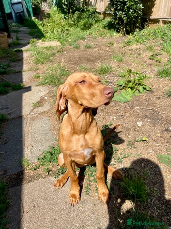 Hungarian Vizsla dogs in Hove - Advert 2