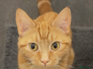 Mixed Breed cats Ginger female - Advert 5