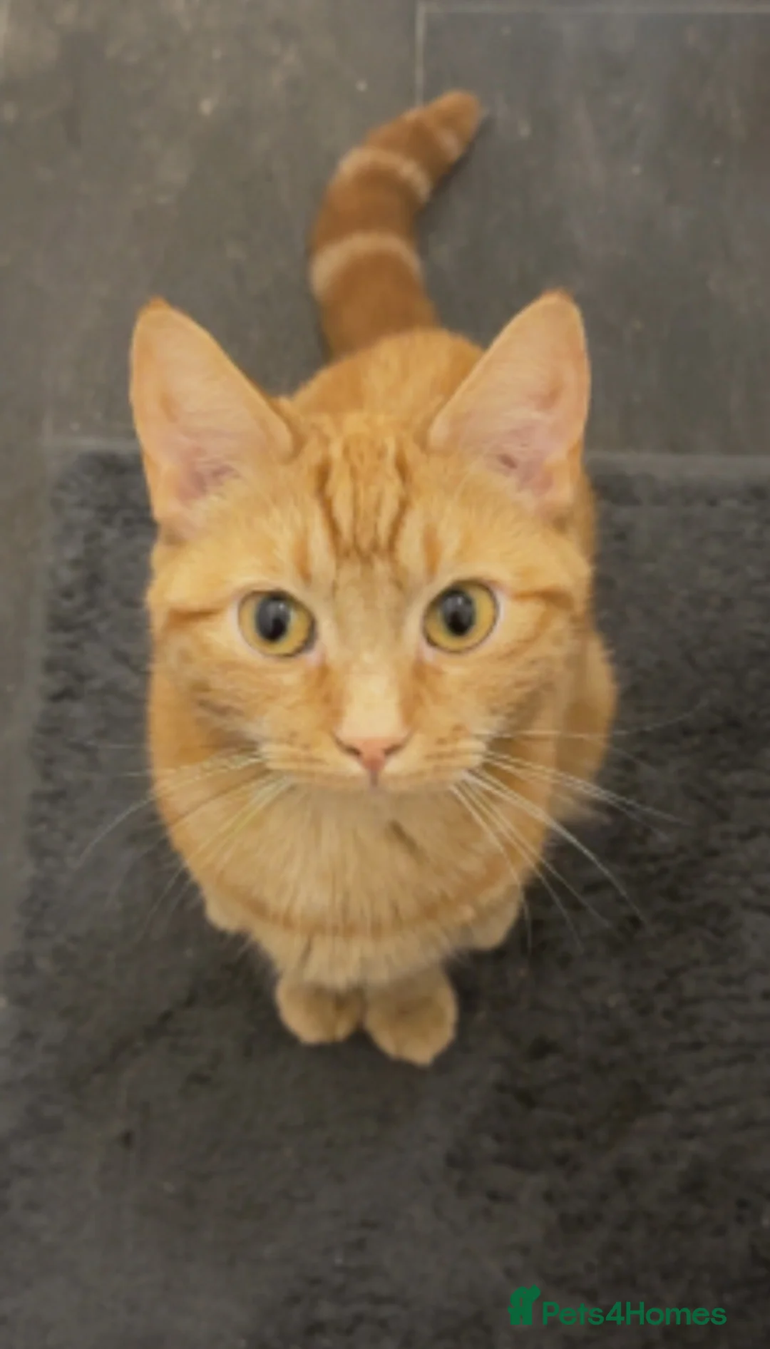 Mixed Breed cats for sale: Ginger female cat - Advert 1