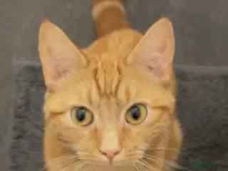 Mixed Breed cats Ginger female cat - Advert 14
