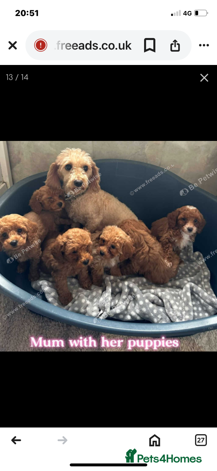 Mixed Breed dogs Coton noodle puppies  - Advert 11