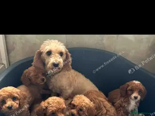 Mixed Breed dogs Coton noodle puppies - Advert 10