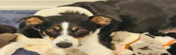Border Collie dogs for sale: Pure Bred Border Collie Puppies For Sale - Advert 3
