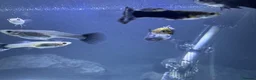 Live Bearers fish for sale: Ultimate 40L Tropical Aquarium Setup with 9guppies in Newport - Advert 5