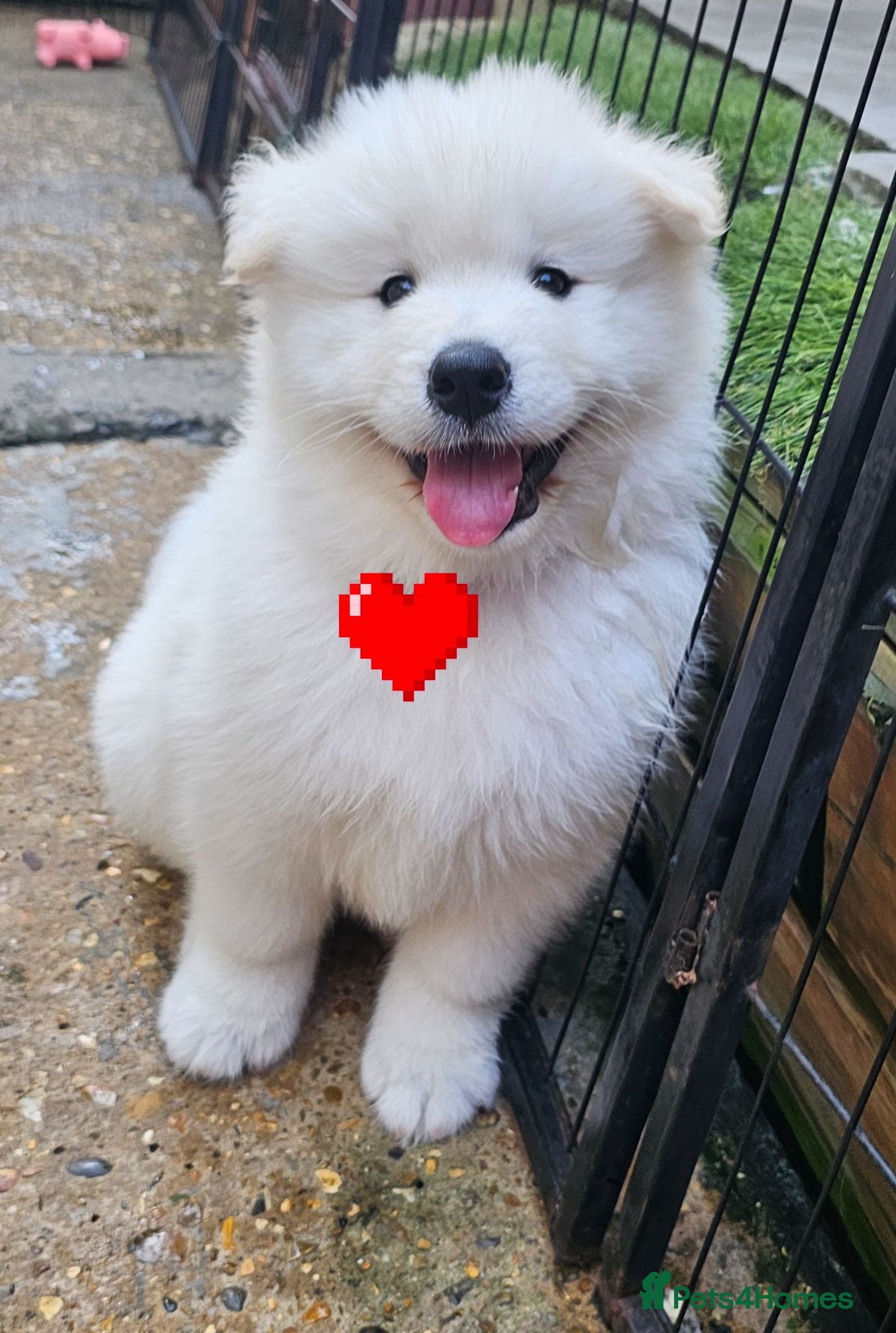 Samoyed dogs 🩷💙Samoyed puppies,3 girls& 1 boy left 🩷💙 - Advert 2