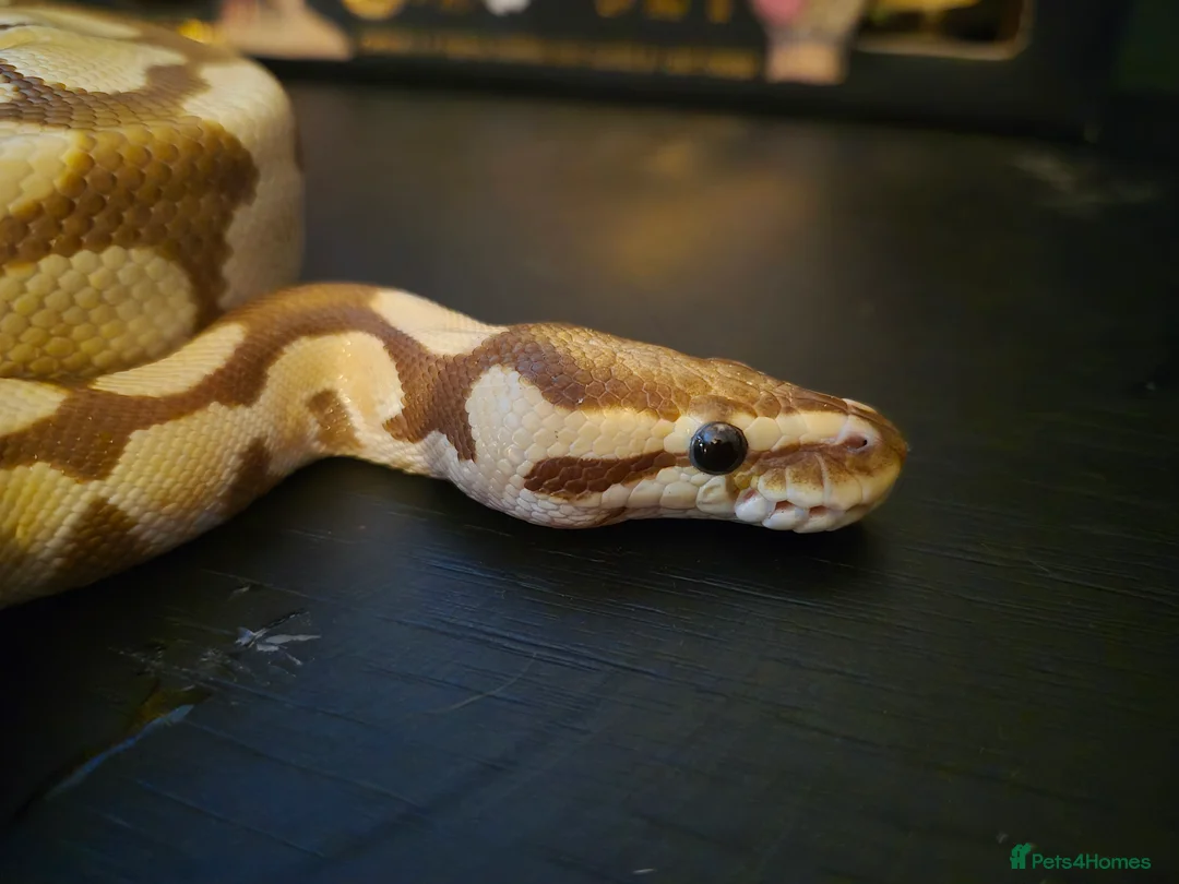 Python Snake reptiles for sale: Juvenile female royal python and full setup - Advert 3
