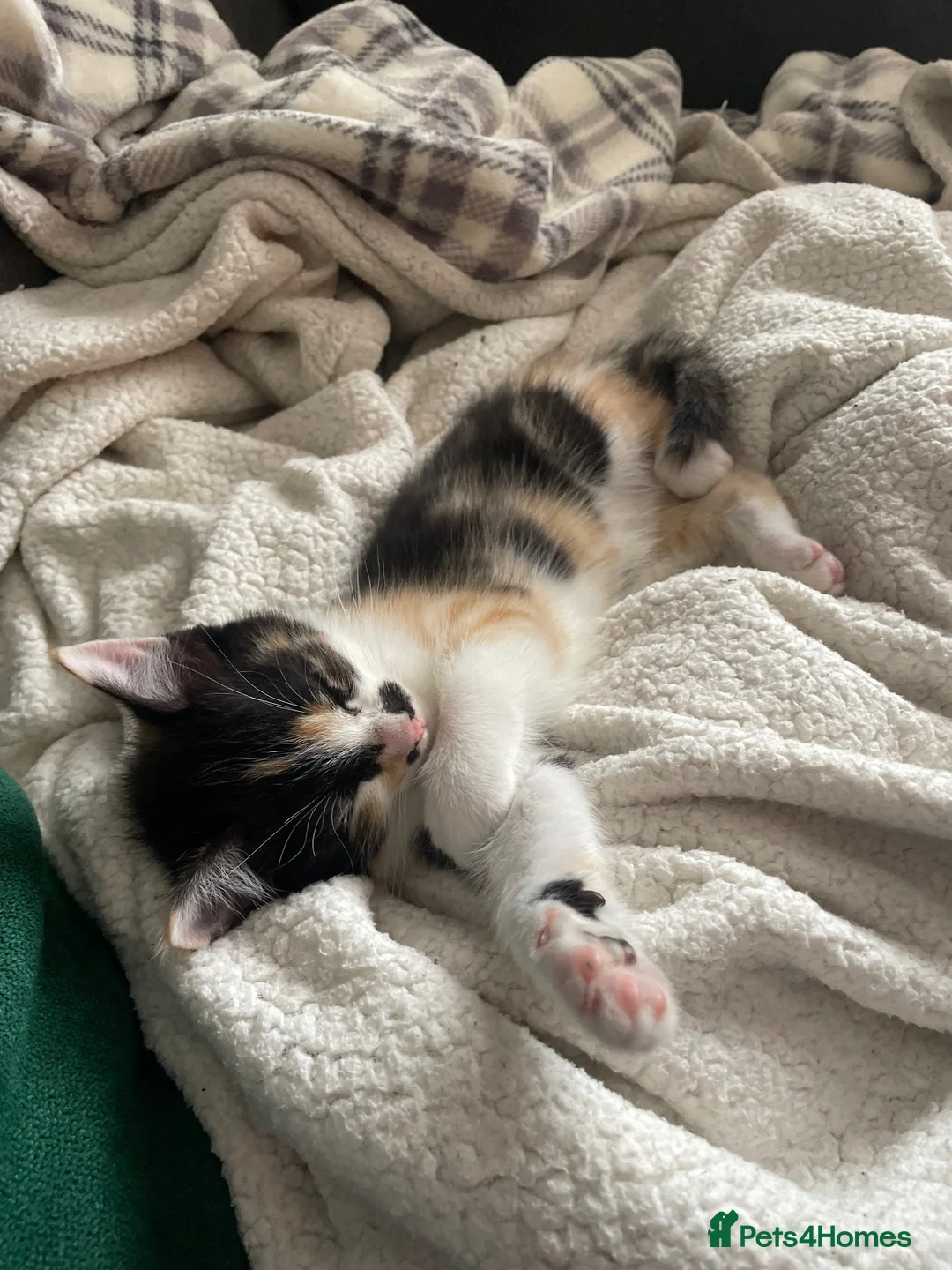 Mixed Breed cats for sale: Beautiful kitten - Advert 3
