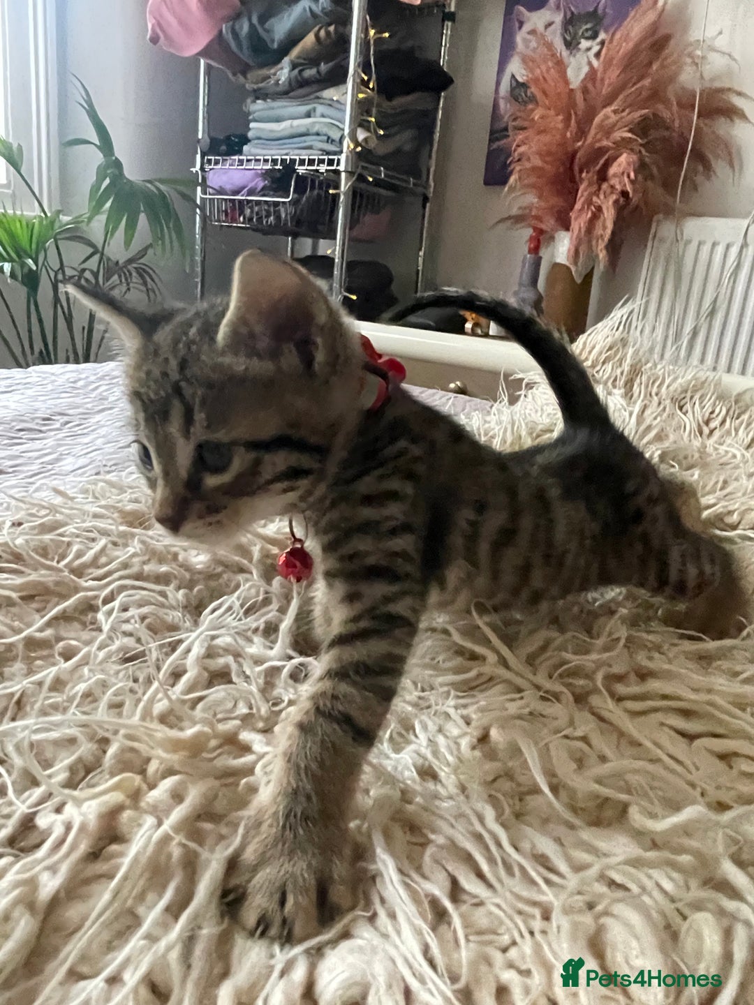 Mixed Breed cats for sale: 7 Half Snow Bengal kittens - Image 28