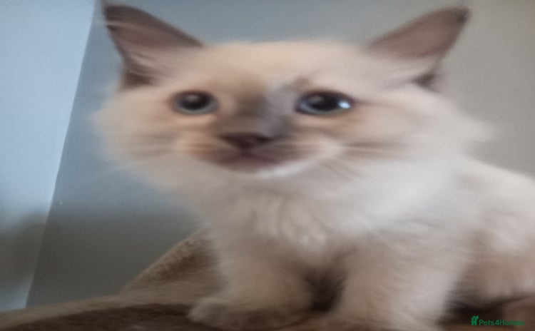 Ragdoll cats - Advert 9