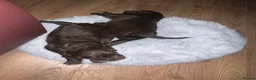 Cocker Spaniel dogs for sale: Chocolate working cocker spaniel puppies  - Advert 12