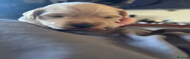 Mixed Breed Puppy 2