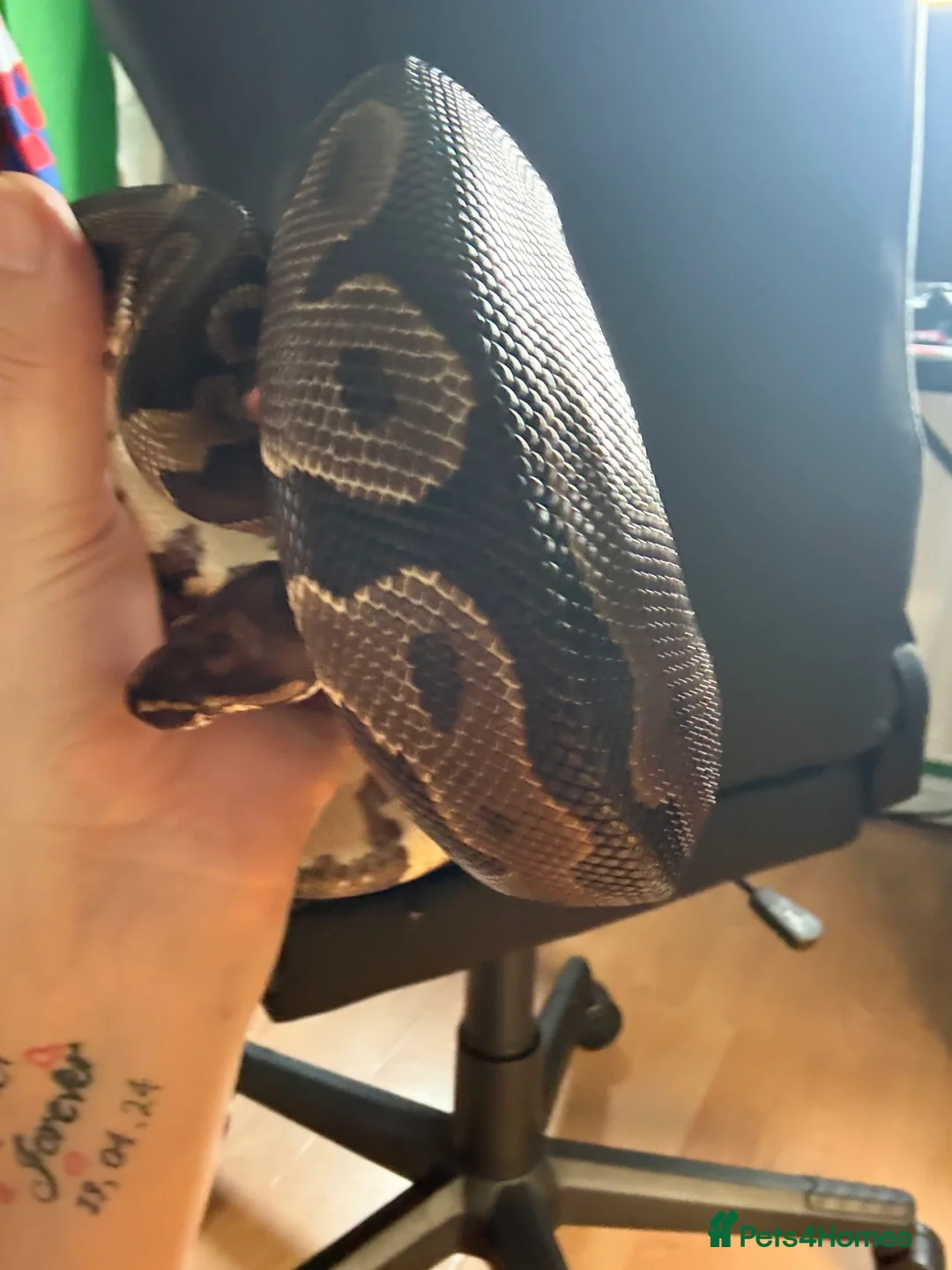 Python Snake reptiles for sale: Leopard male royal python and Viv   - Advert 6