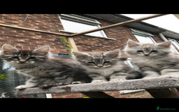 Maine Coon cats for sale: Maine coon kittens ready now - Image 11