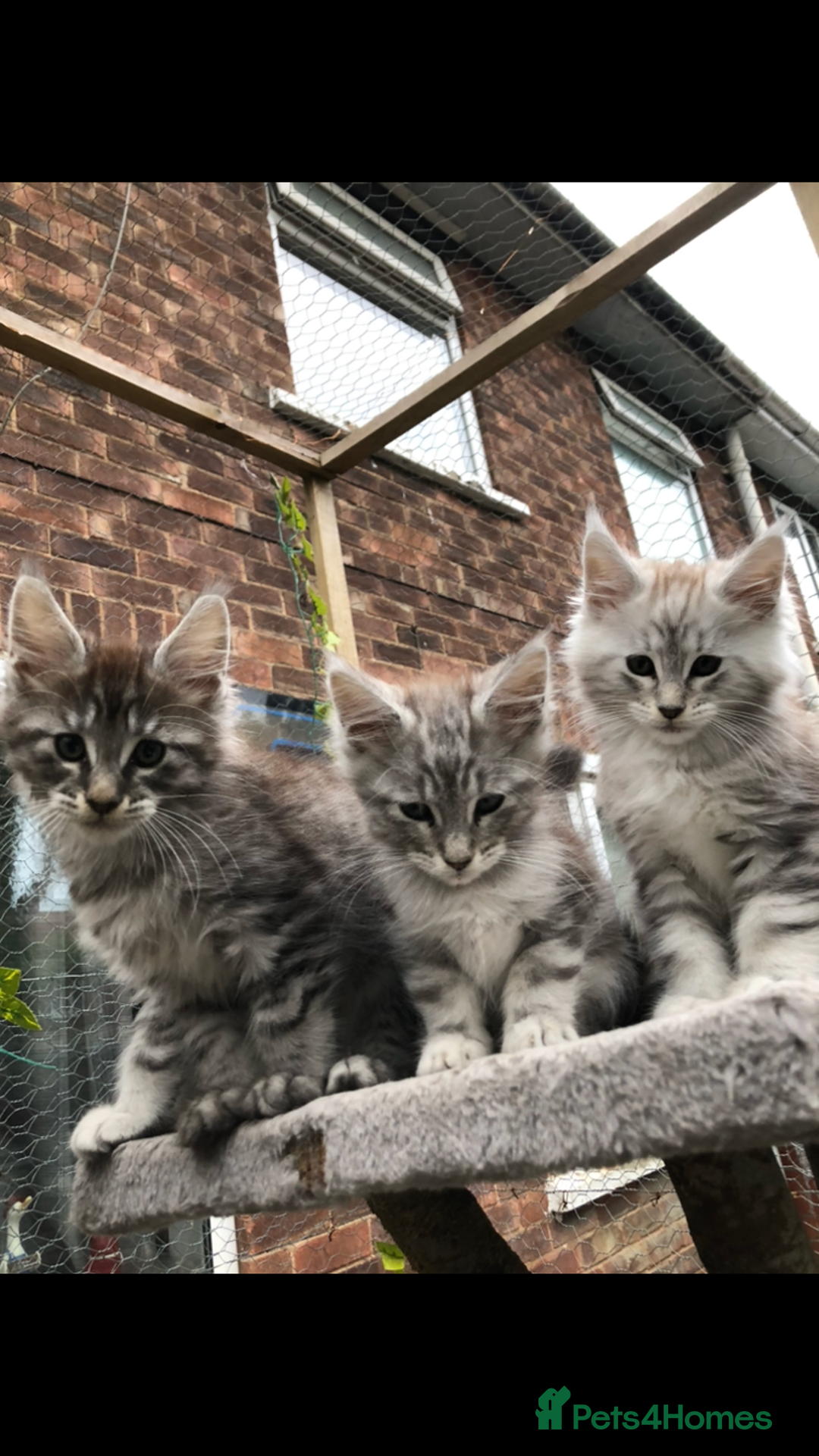 Maine Coon cats for sale: Maine coon kittens ready now - Image 11