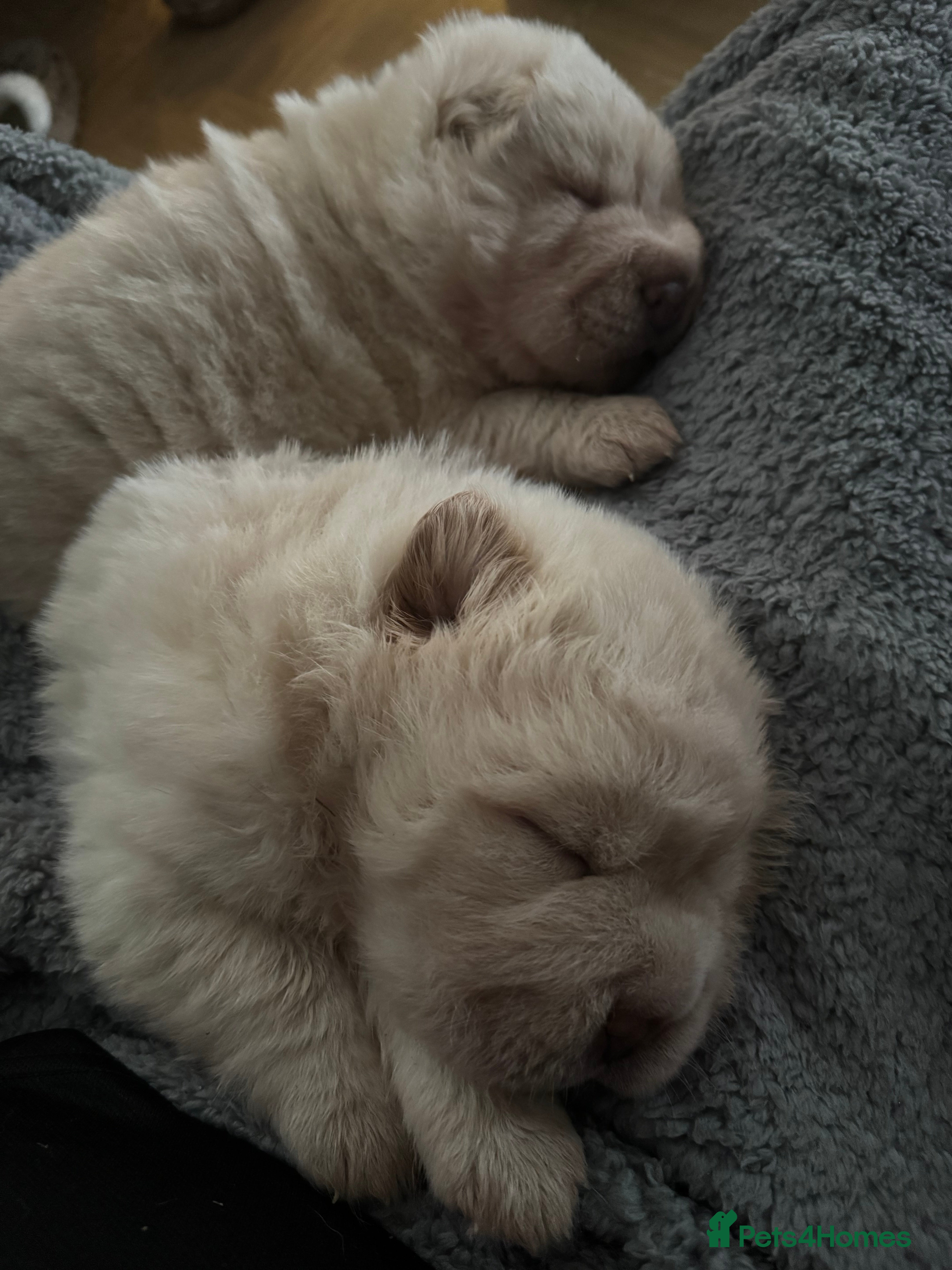 Shar Pei dogs Then their  was 4 Gorgeous bears  - Advert 6