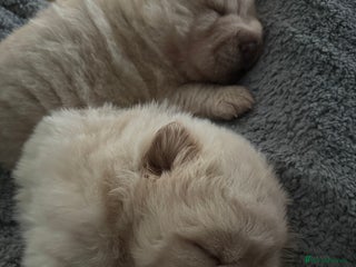 Shar Pei dogs Then their was 4 Gorgeous bears - Advert 6