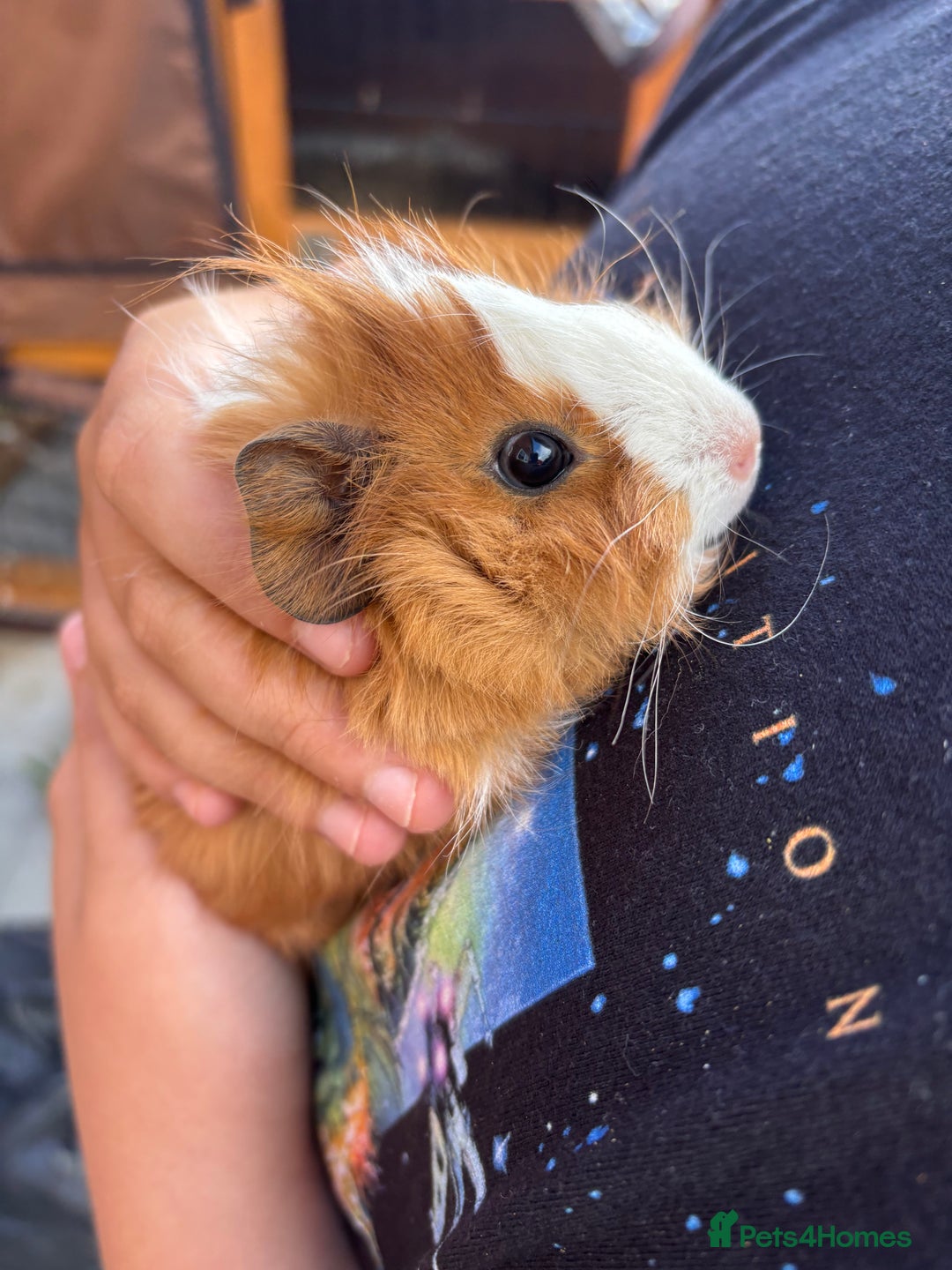 Guinea Pig rodents for sale: Guinea pigs for sale - Image 2