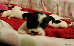 Jack Russell dogs for sale: Jack Russells  - Image 6