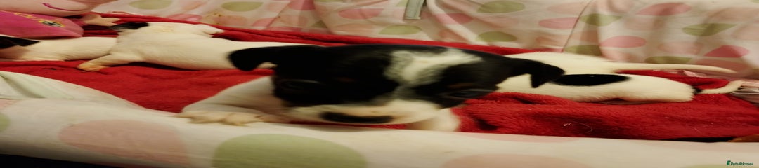 Jack Russell Puppy 5