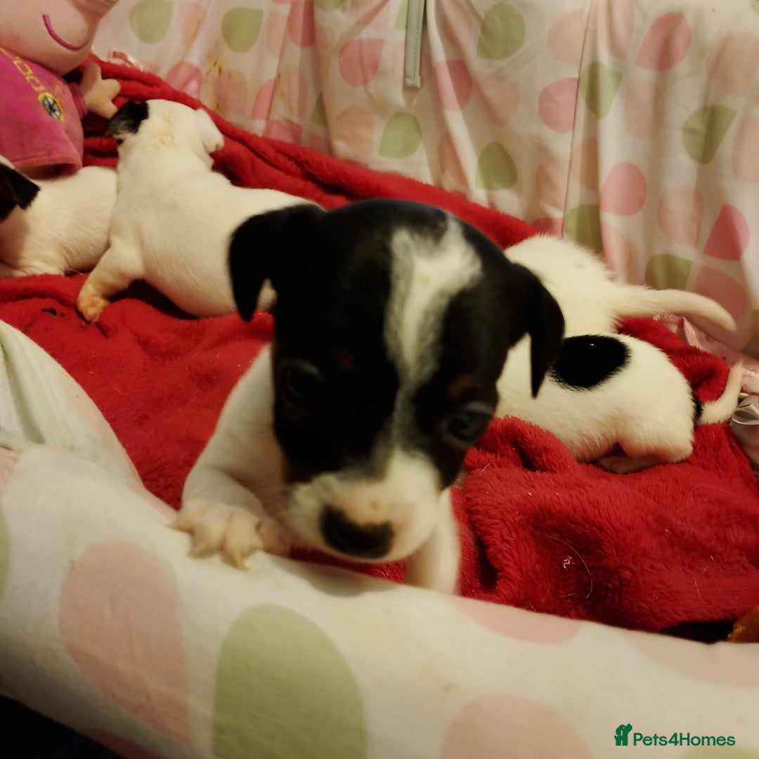 Jack Russell dogs for sale: Jack Russells  - Image 6