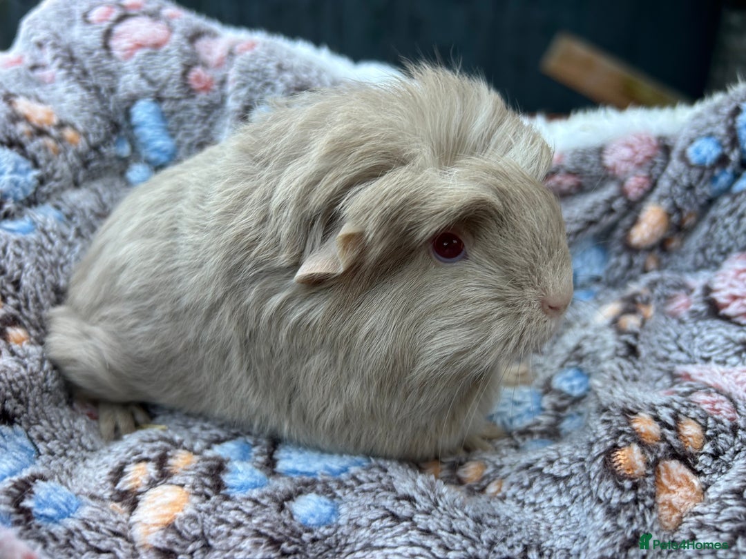 Guinea Pig rodents for sale: Guinea pigs for reservation  - Advert 2