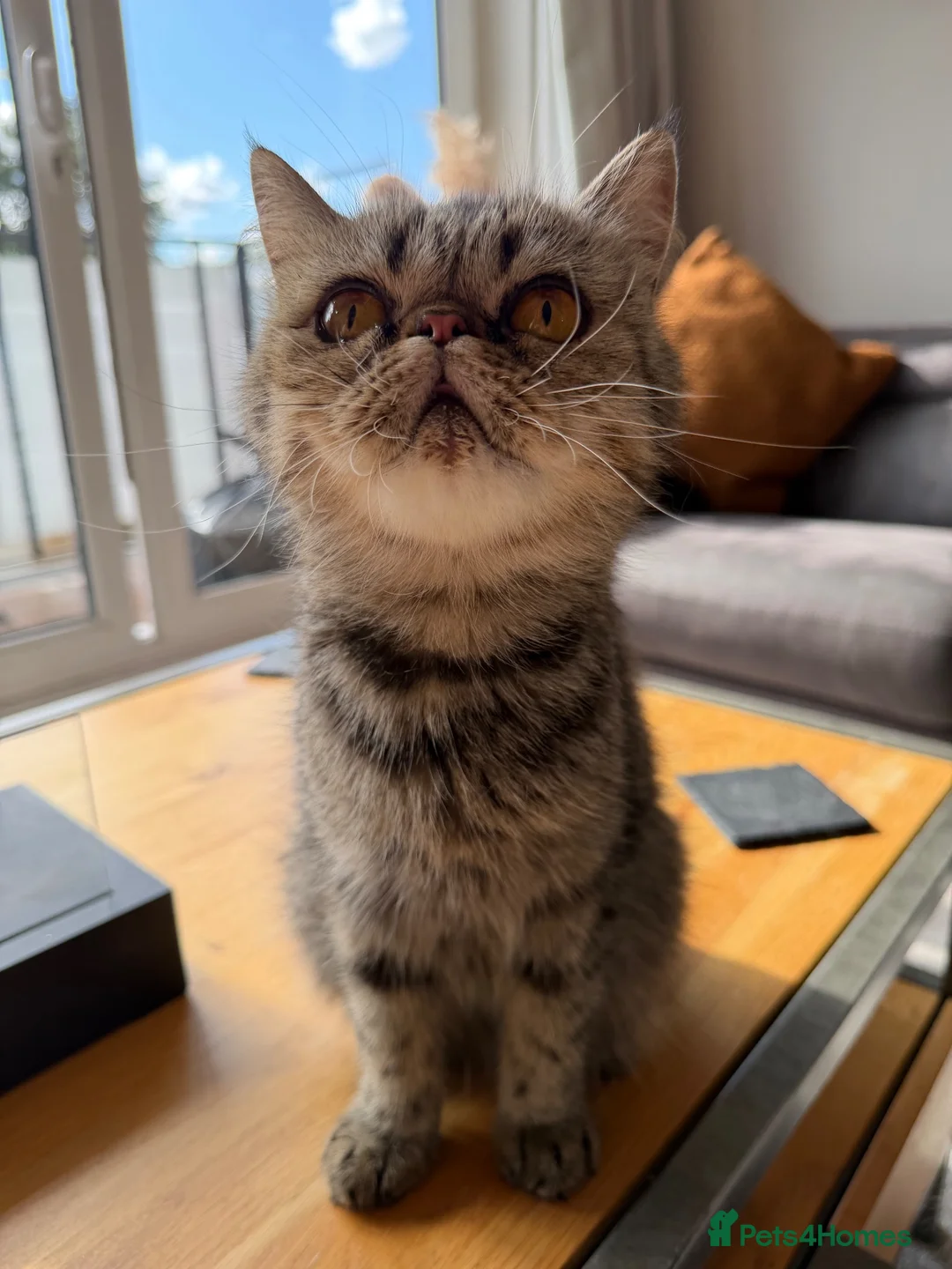 Exotic cats for sale: 2 x exotic shorthair kittens  in Christchurch - Advert 1