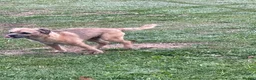 Border Terrier dogs for stud: Border terrier at stud. Kc registered  in Durham - Advert 3