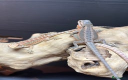 Bearded Dragon reptiles for sale: Baby Bearded Dragon Ready To Go !!!🍊🦎💙 - Image 2