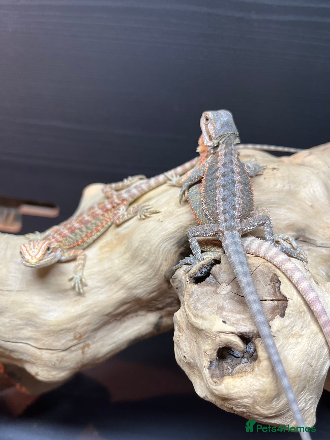 Bearded Dragon reptiles for sale: Baby Bearded Dragon Ready To Go !!!🍊🦎💙 - Image 2