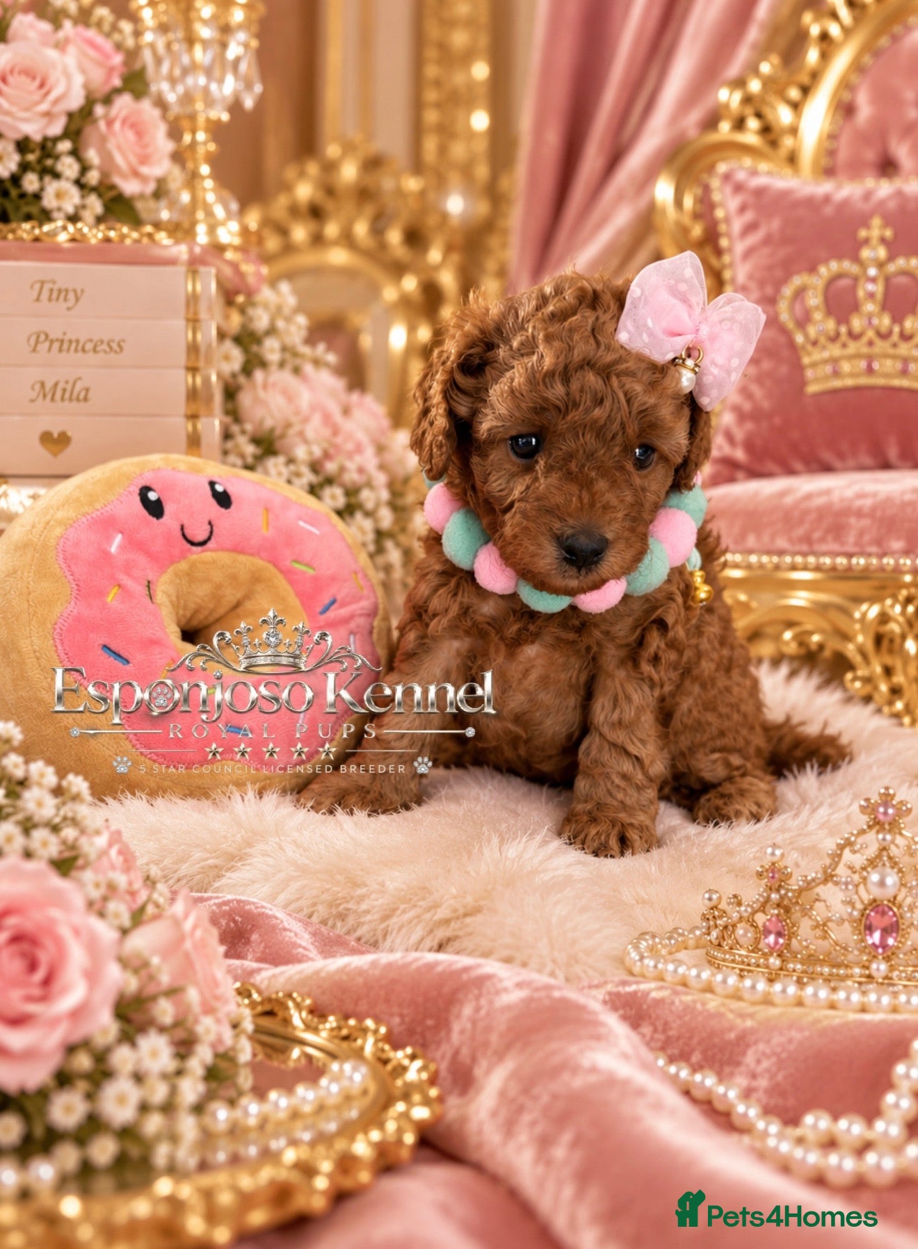 Toy Poodle dogs 5⭐️licensed ESPONJOSO tiny Half Asian Toy Poodle👑 - Advert 17