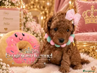 Toy Poodle dogs 5⭐️licensed ESPONJOSO tiny Half Asian Toy Poodle👑 - Advert 17