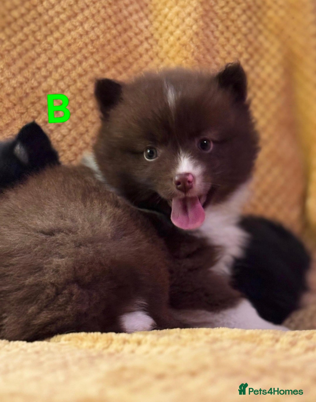 Pomsky dogs 5 Fluffy Pomsky pups- Ready Now - Advert 16