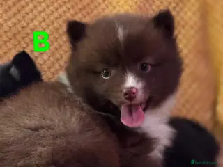 Pomsky dogs 5 Fluffy Pomsky pups- Ready Now - Advert 16