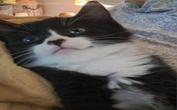 Mixed Breed cats for sale: Fluffy longhaired Kitten with Love Heart Nose  - Image 5
