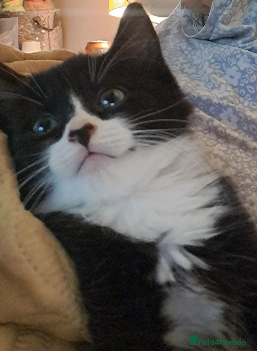Mixed Breed cats for sale: Fluffy longhaired Kitten with Love Heart Nose  - Image 5