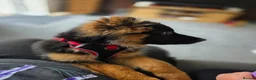 German Shepherd dogs for sale: Beautiful Black&Tan German Shepherd Male (Shadow) in Wellingborough - Advert 11