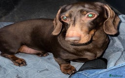 Miniature Dachshund dogs for sale: 🩷Stunning Chocolate & Tan Girl 🩷  in Stafford - Image 7