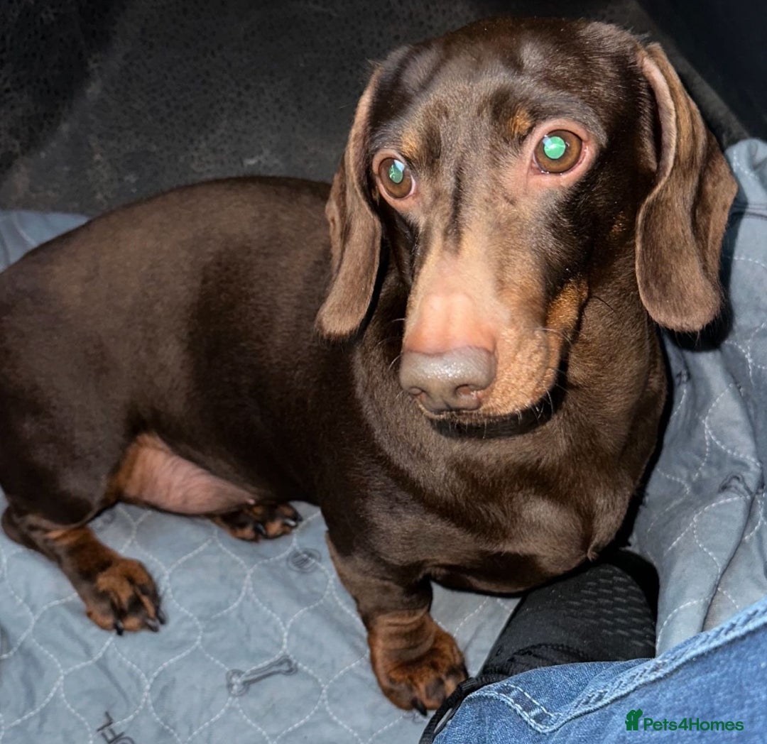 Miniature Dachshund dogs for sale: 🩷Stunning Chocolate & Tan Girl 🩷  in Stafford - Image 7