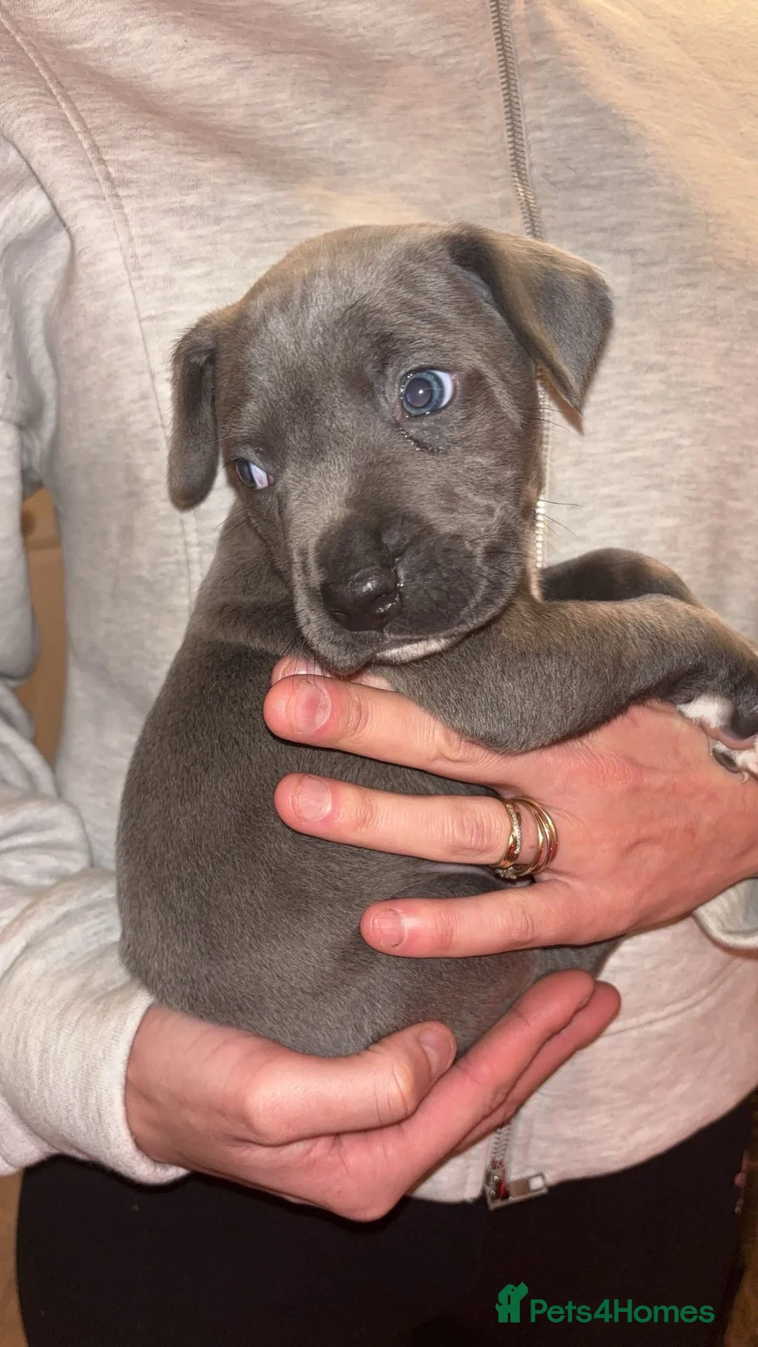 Mixed Breed dogs for sale: Stunning Cane Corso x Presa Canario Puppies  - Advert 8