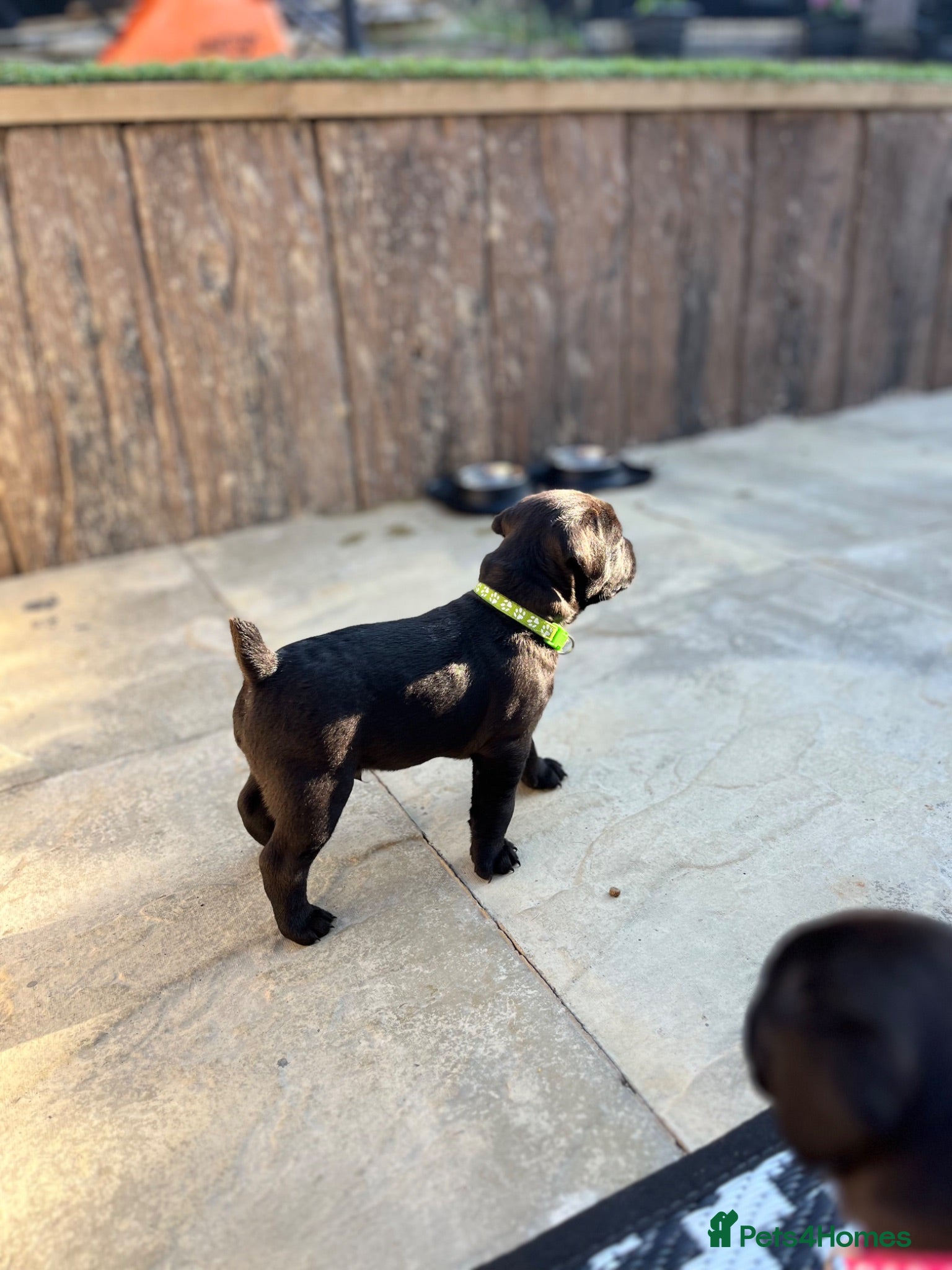 Mixed Breed dogs First cross Patterdale X Lakeland puppies - Advert 18