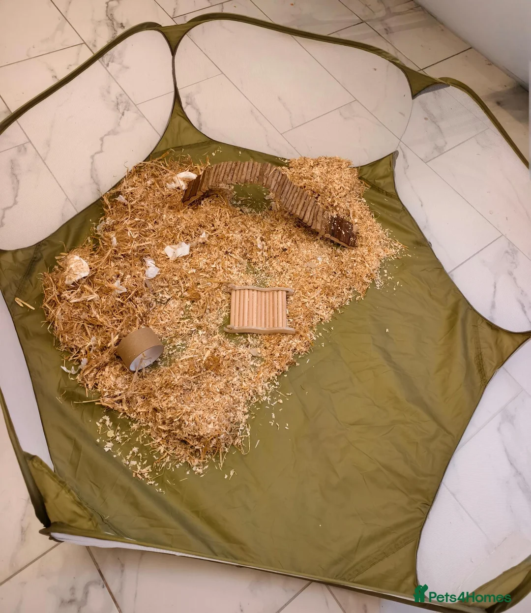 Gerbil rodents for sale: Two female gerbils for sale  - Advert 10