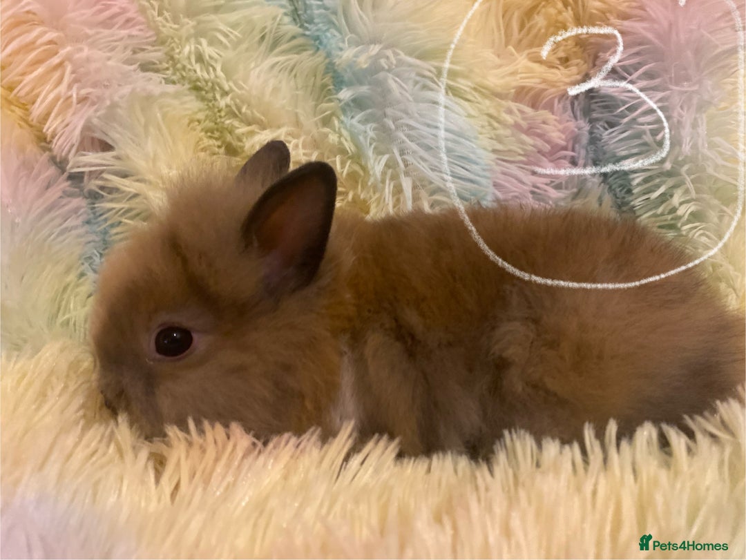 Mixed Breed rabbits for sale: Male teddydwerg x Netherlands dwarf rabbits - Advert 5