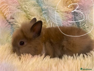 Mixed Breed rabbits Male teddydwerg x Netherlands dwarf rabbits - Advert 17