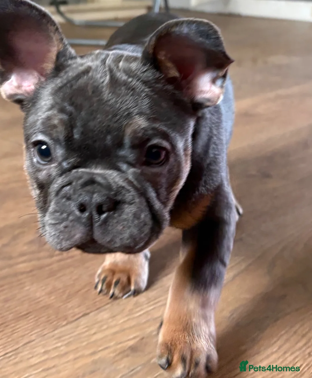 French Bulldog dogs for sale: 2 beautiful blue & tan french bulldogs  - Advert 9