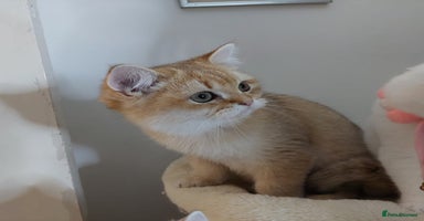 British Shorthair cats - Advert 3