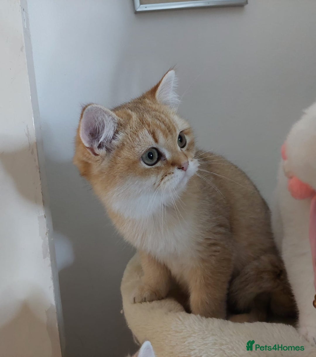 British Shorthair cats for sale: Beautiful Chocolate Golden BSH Kitten - Image 2